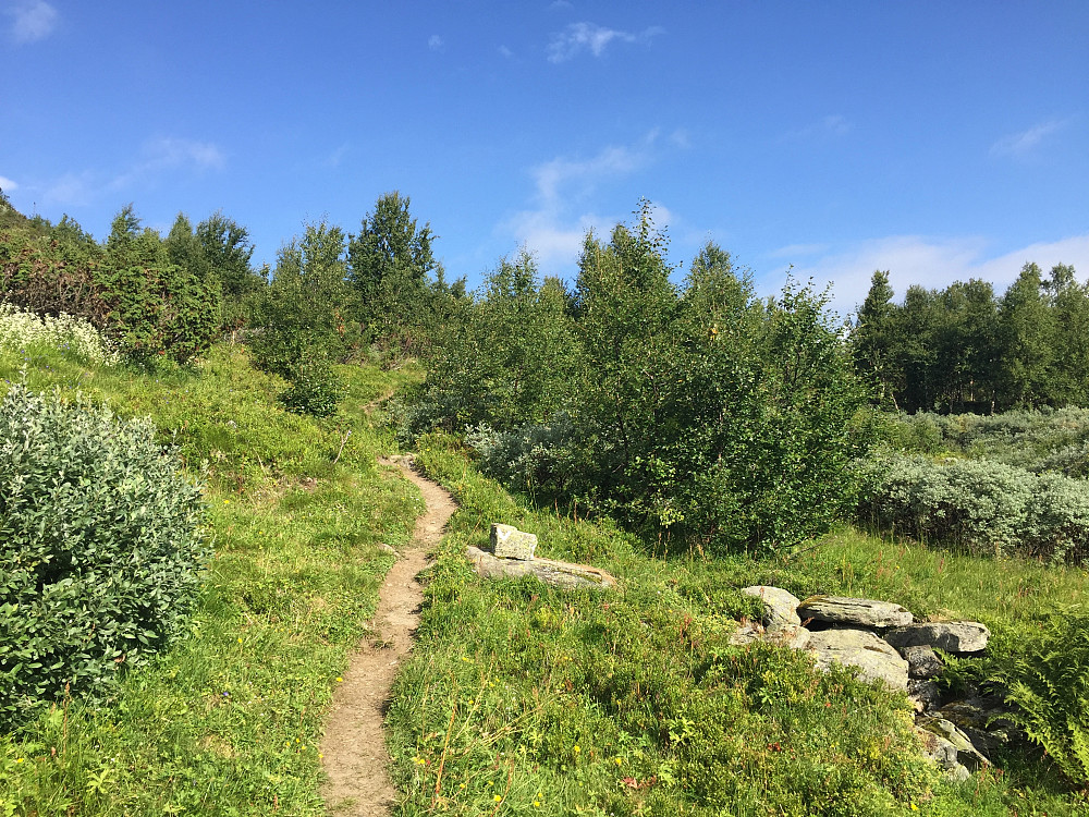 Nede i bjørkeskogen på tydelig sti mot Skørsnøse (1453 m).