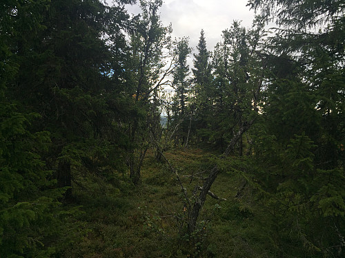 På toppen av Stølhaugen (915 m).