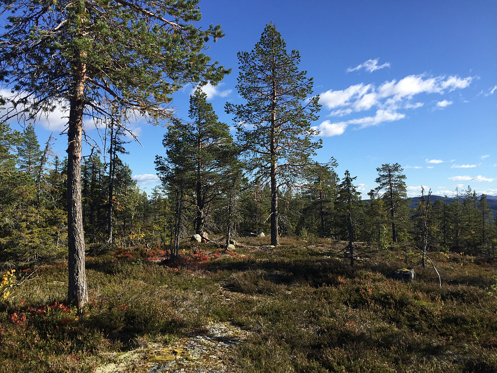 Like ved toppen av Svarttjernbrenna (764 m).