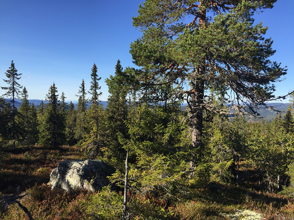 Åpent og lettgått skogsterreng.