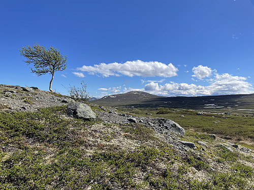 Trivelig turterreng på stien mot Oskampen. I bakgrunnen Buhø (1327 m).