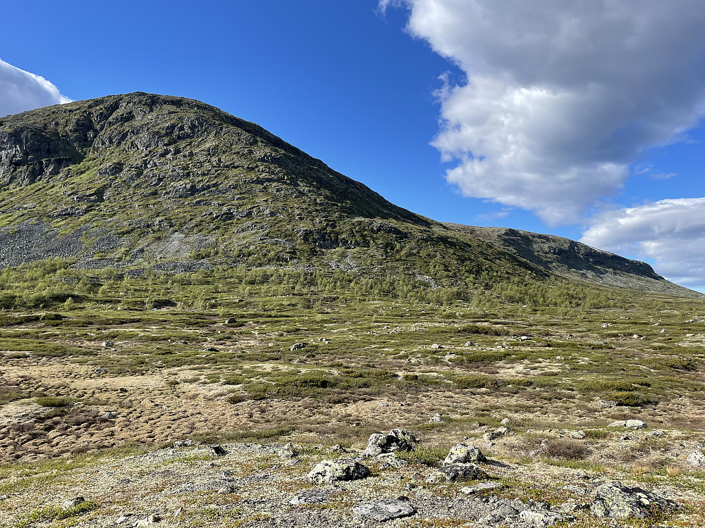 Oskampen Sørtoppen (1502 m) til venstre. Ved foten av fjellet, i bjørkeskogen i midten av bildet, så jeg to hoggorm denne dagen.