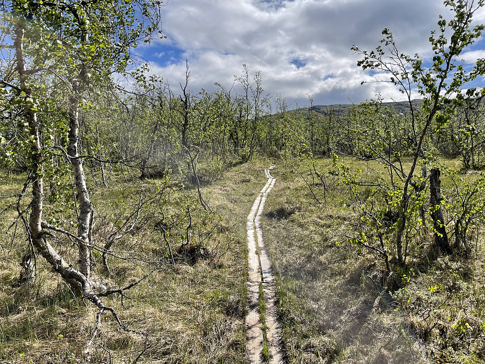 Stien gjennom bjørkeskogen med toppen i bakgrunnen.