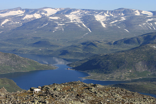 Reinsdyr på toppen. I bakgrunnen ses Bygdisheim, Vestre Kalvehøgde (2208 moh.), Augstre Kalvehøgde (2178 moh.) og Rasletinden (2105 moh.).