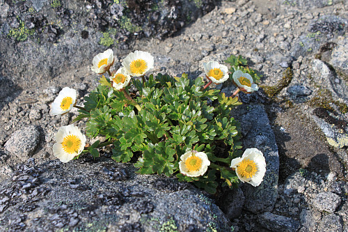 Disse blomstene hadde slått seg ned i den sydøstvendte bakken til Tjønnholstinden, ca. 2200 moh.