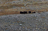 pål_img_7963.jpg
