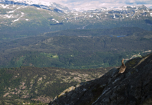 Nærmøte i naturen på vei ned