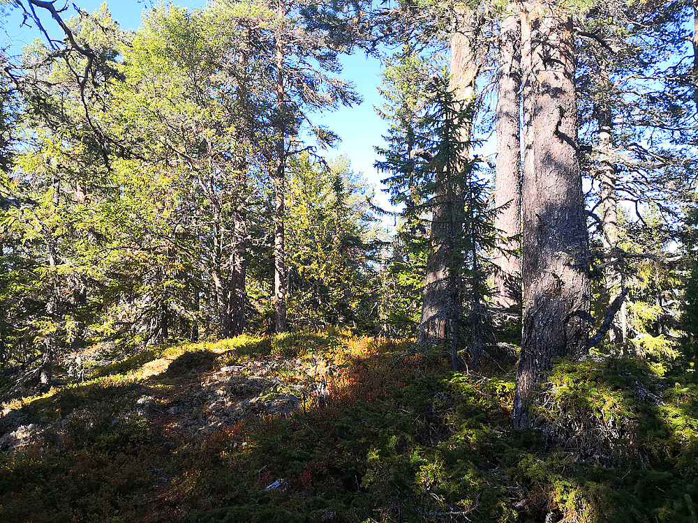 Toppunktet på Ringberg