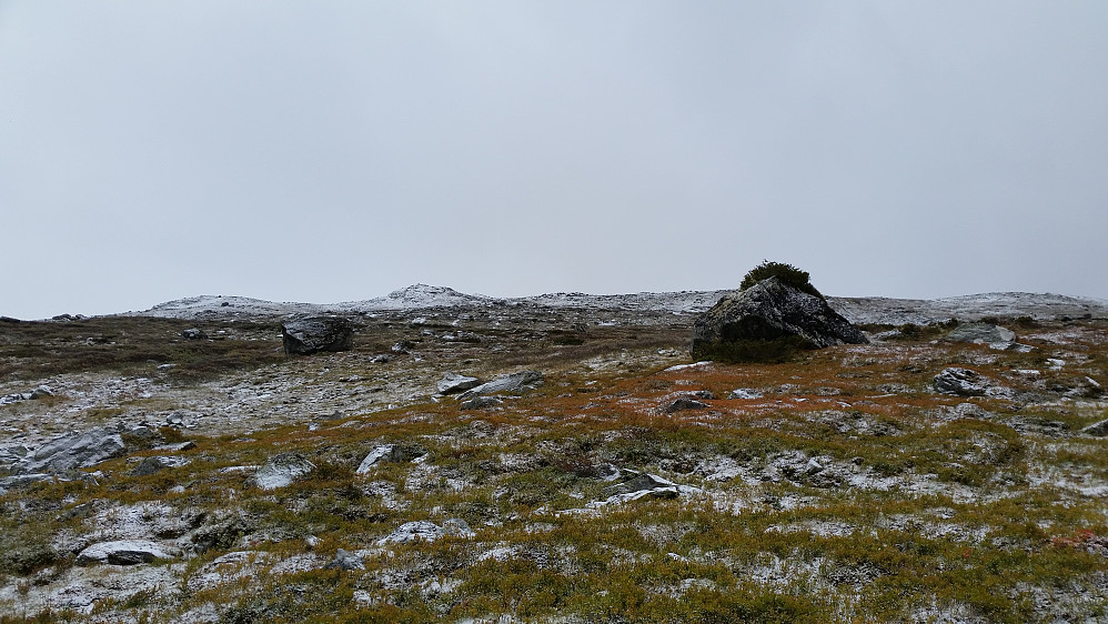 Møsaryggen i tåka