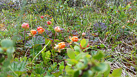 HanneKarlsen_20170805_598636d1cc8e0.jpg