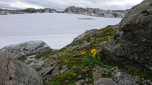 Sen vår i fjellet