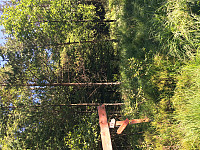 inn i skogen