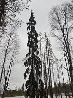 johanne_20200411_5e91e397419be.jpg