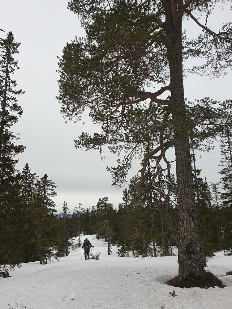 Siste rettstrek før kommunegrensa tar 90° sør, sør-øst