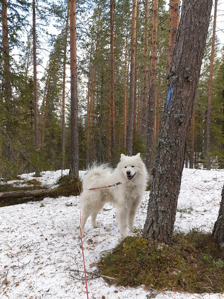 Anton på toppen av Vest for Lomtjern