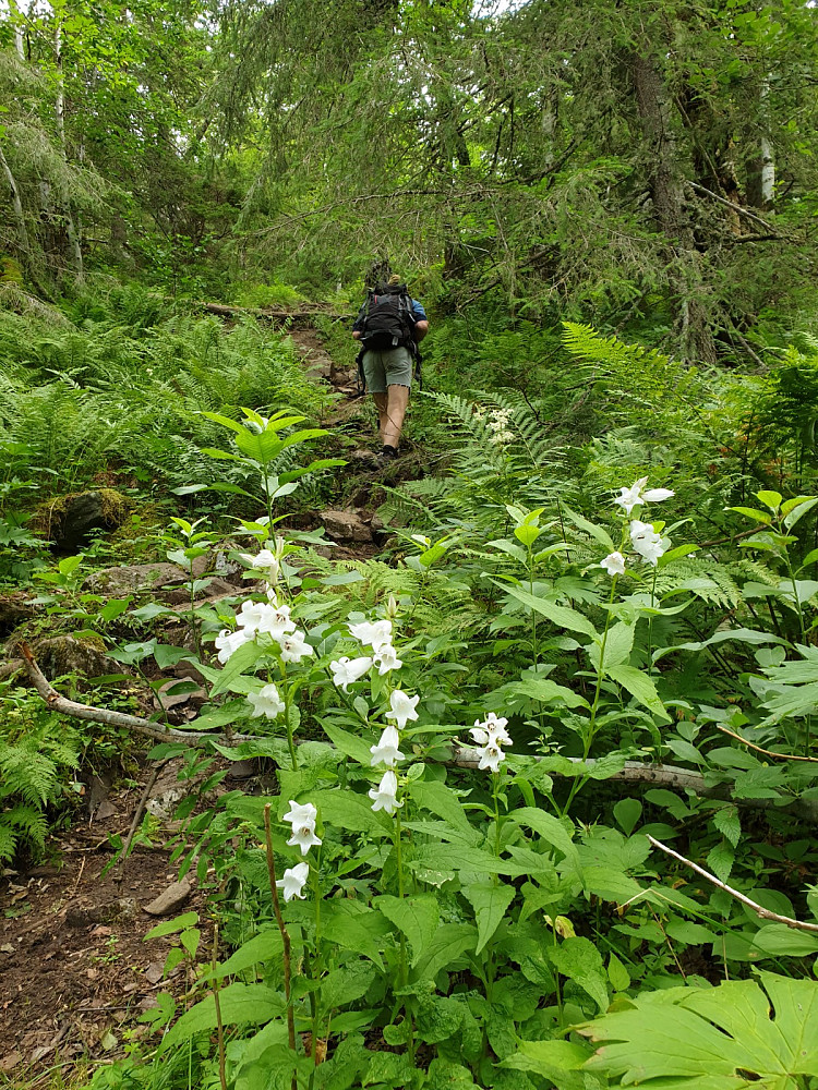 Frodig "regnskog" i starten