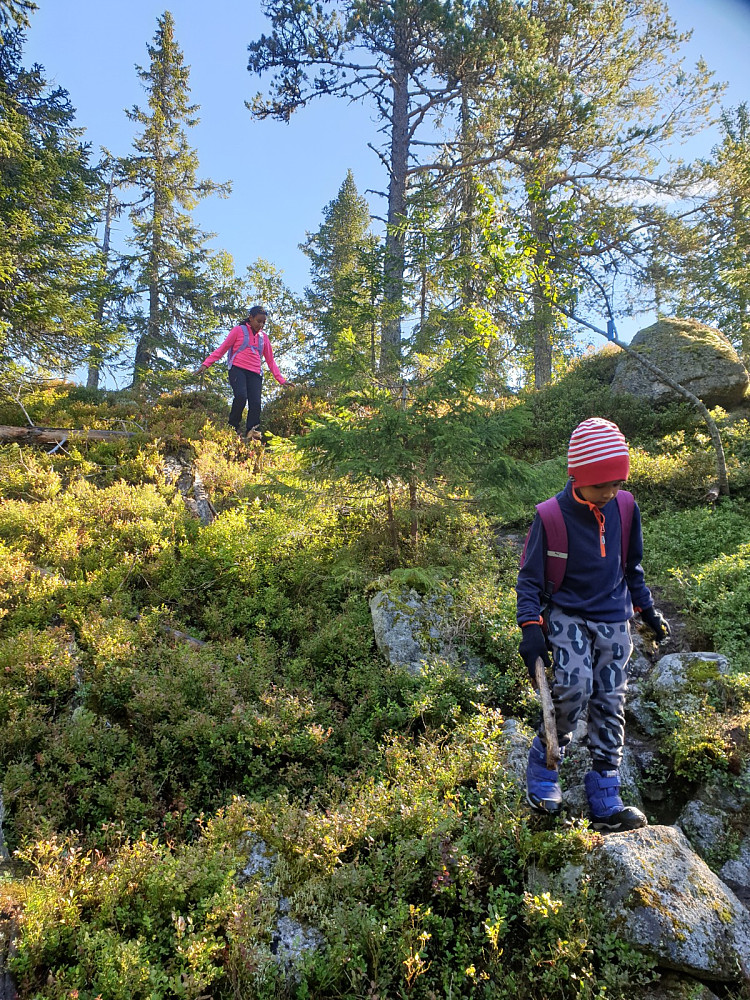Fint og tørt i skogen!
