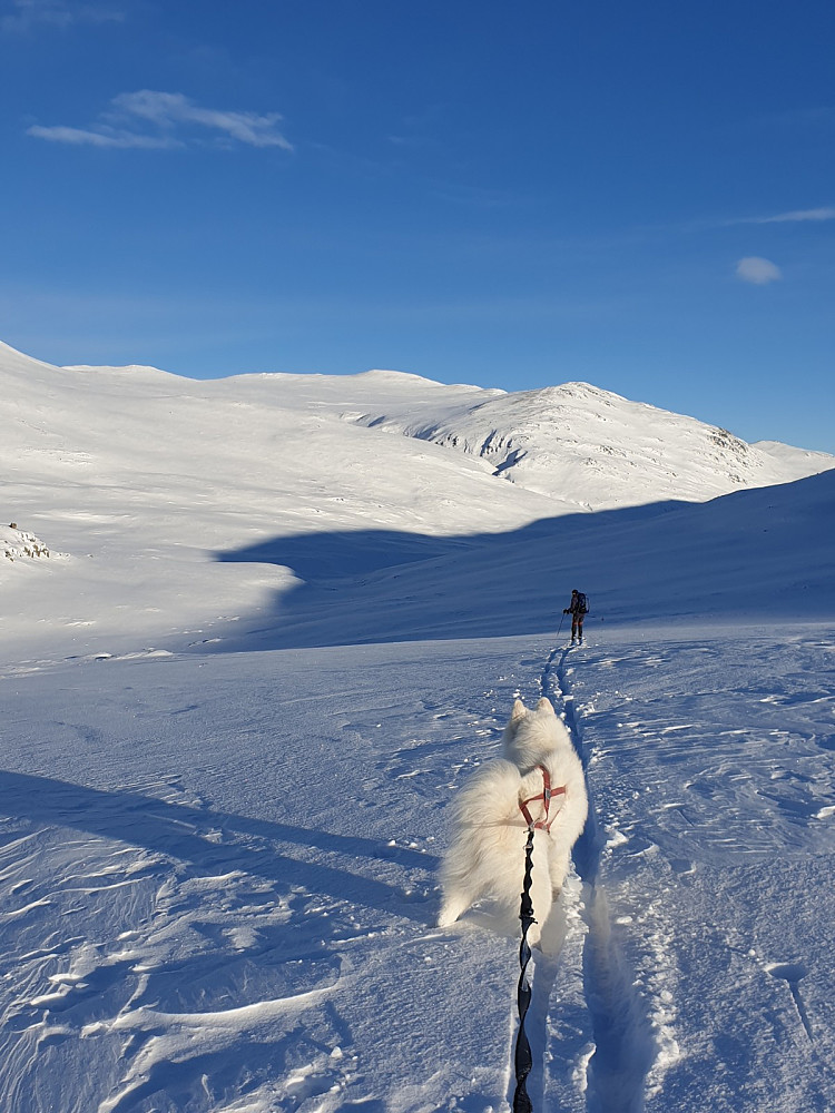 På vei ned i "skyggenes dal", Grisungdalen. Og i det fjerne, opp til venstre for Svartbekkvolvet, ser vi to flokker med moskus