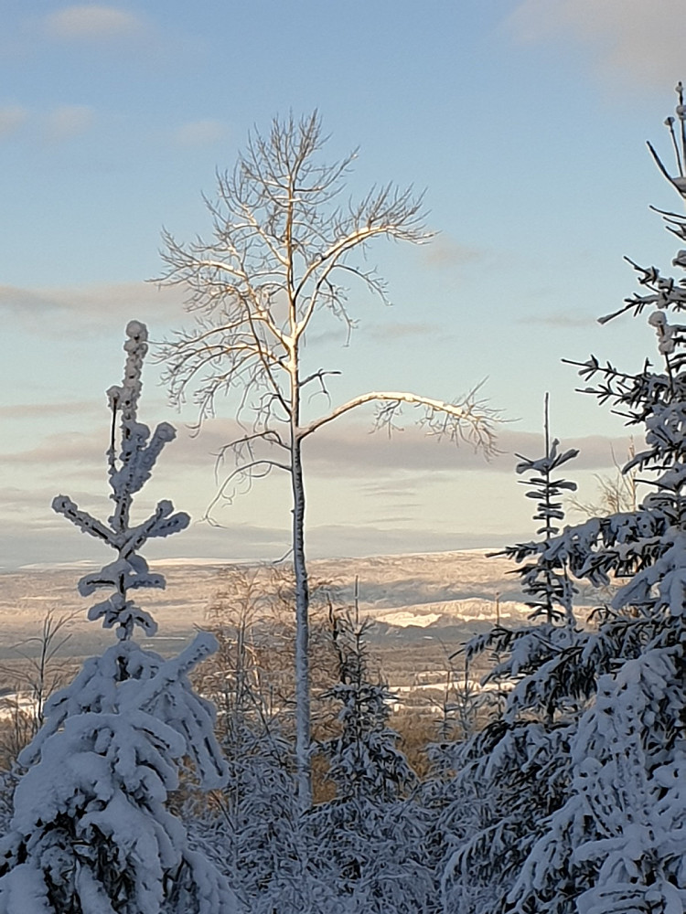 Flott osp ved Nybergsveien! Utsikt mot Åmot vestfjell