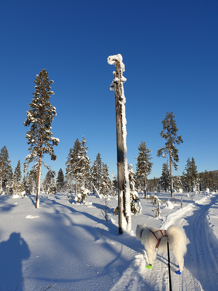 Lett å følge hundesledespor