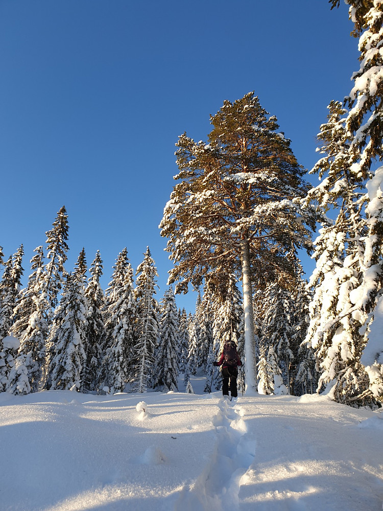 Vi starta med ski, men snudde og bytta til truger da det var vanskelig å komme fram i dypsnøen med Anton