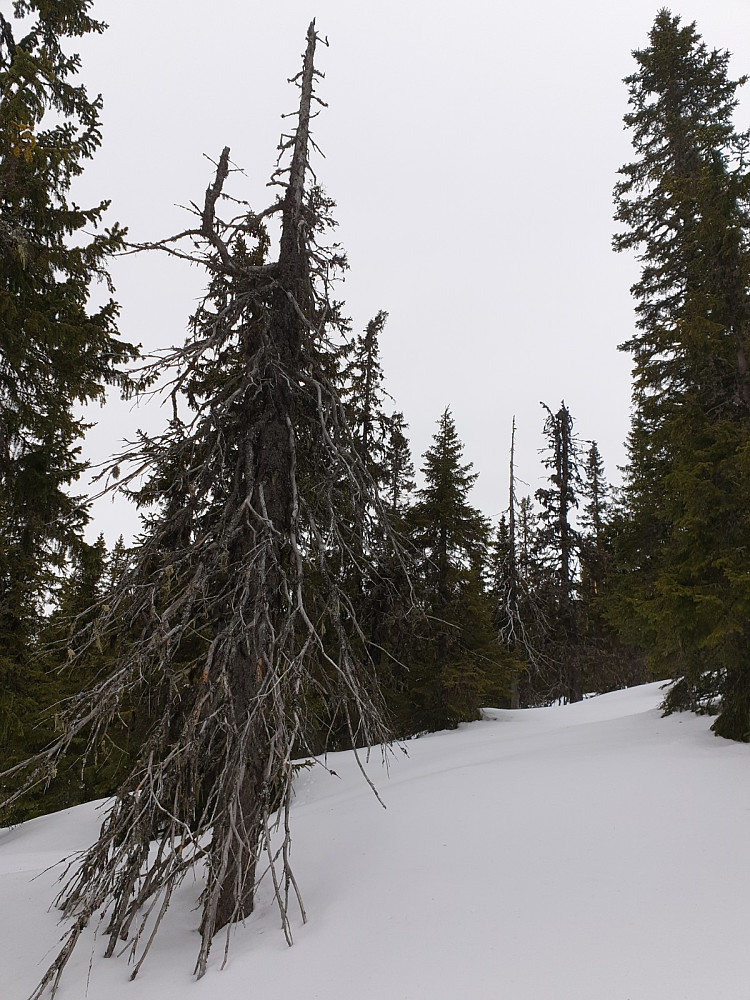 Fin, gammel granskog