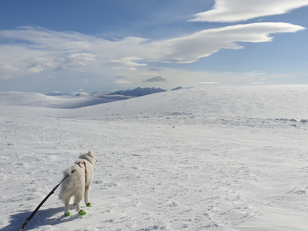 Rondane i det fjerne!