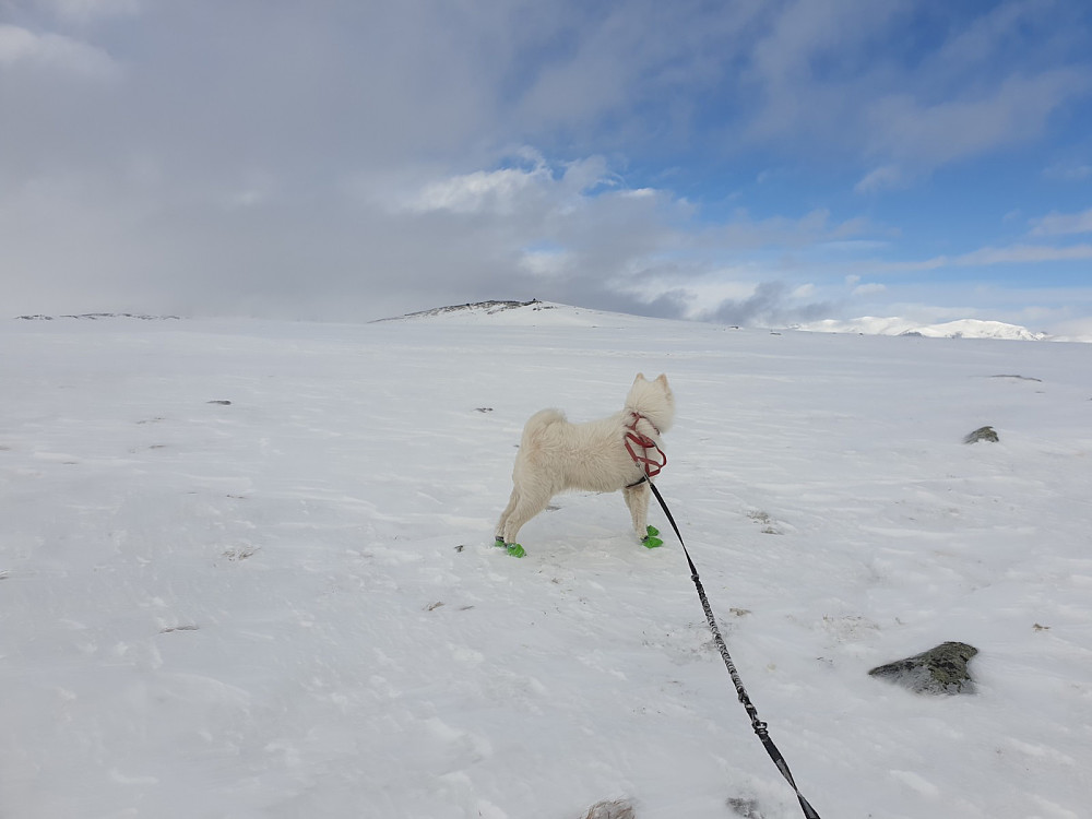 Toppunktet til Vålåsjøhøe V2 er ikke langt unna. Her oppe fikk vi ei skikkelig bløt snøbyge!