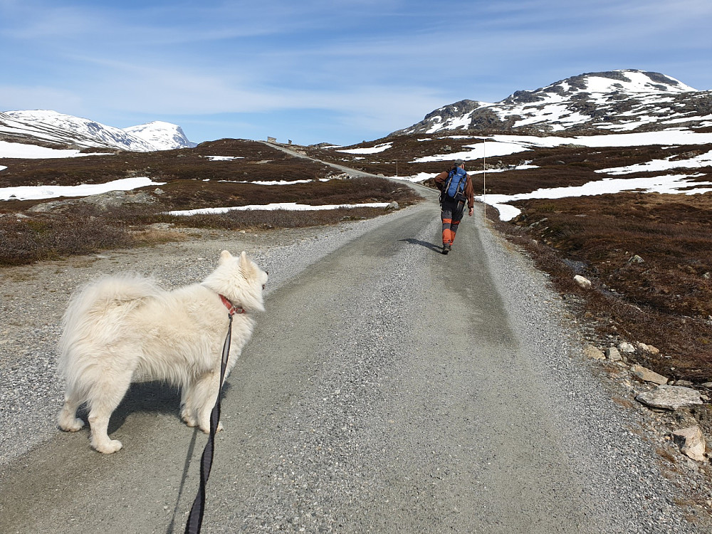Vi fikk kjørt til Johann-hytta, fulgte veien dit følge vi satte kursen mot Kaldhøe (til høyre)