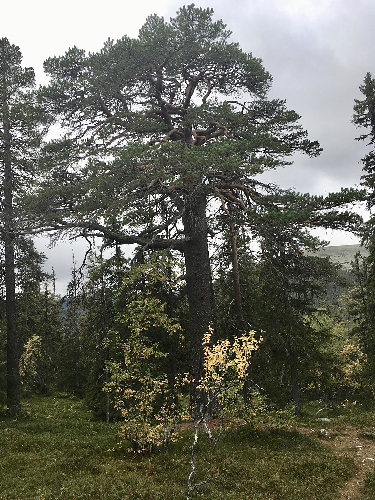 Storfurua i Fulufjellet nasjonalpark