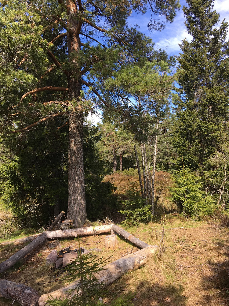 Toppen av Haugskollen