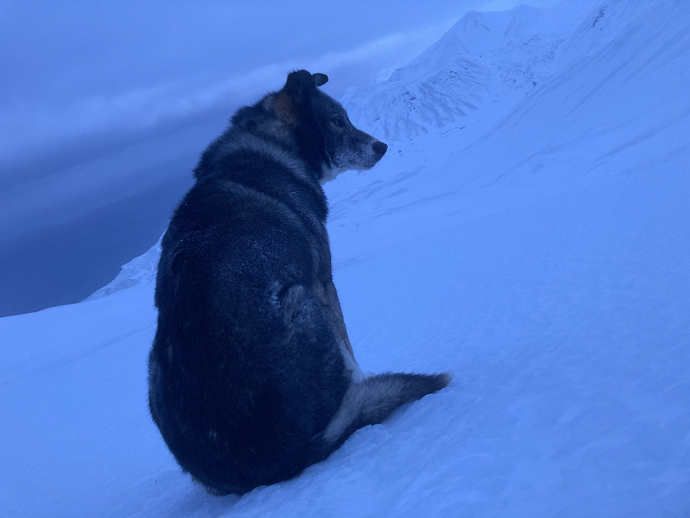 Kuling skuer utover sitt rike.