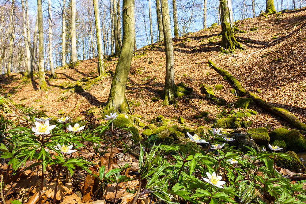 Frühlingsboten