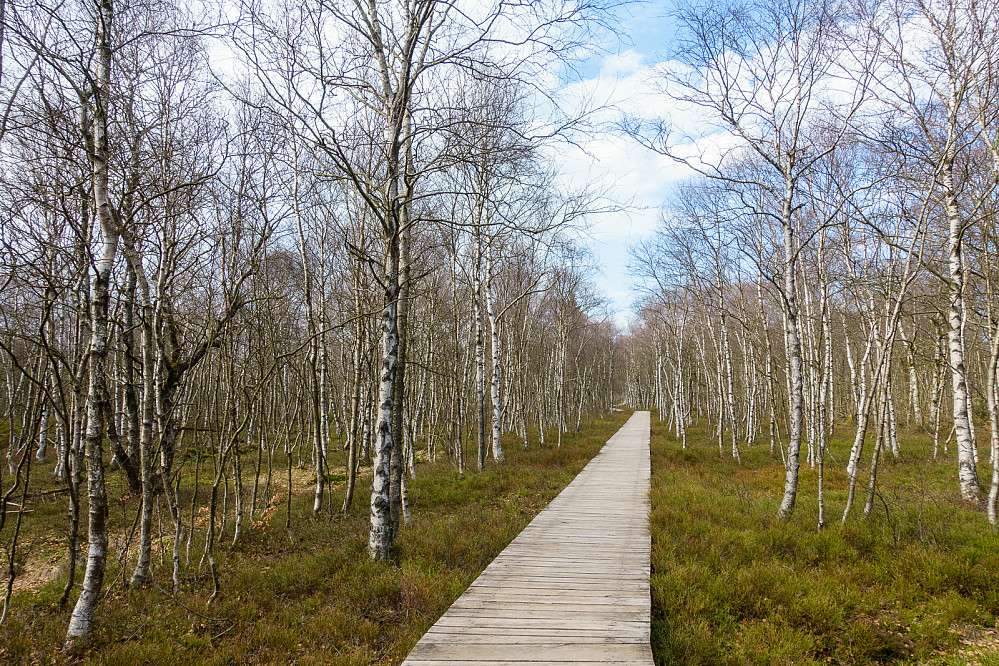 Karpatenbirkenwald