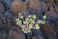 chris_lasgalletas-11.jpg