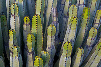 chris_lasgalletas-9.jpg