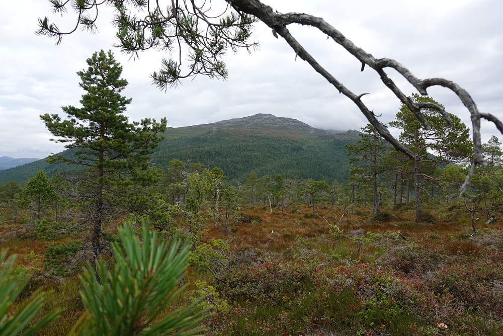 Vesleskåla sett fra Heggenesfjellet. Bildet tatt like etter møte med 2 enorme elger på nært hold. Den ene med gevir som jeg bare har sett på fjernsyn. Rakk dessverre ikke å røske fram kameraet...