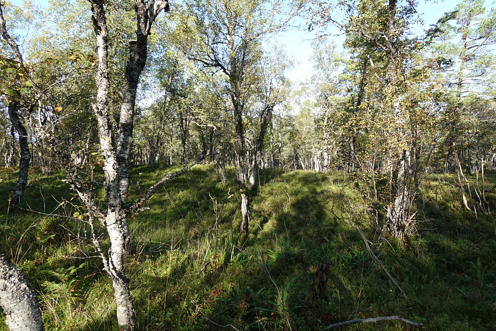 Bjerkalia retning nordvest. Når utsikten er slik, blir det terningkast 1 på denne toppen.