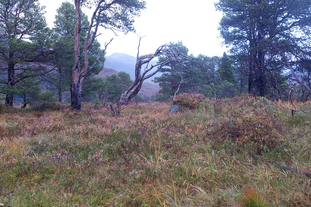 Ulvshaugen, i kategorien topp uten utsikt. Bjørnen (933moh) såvidt synlig mellom busker og trær. 