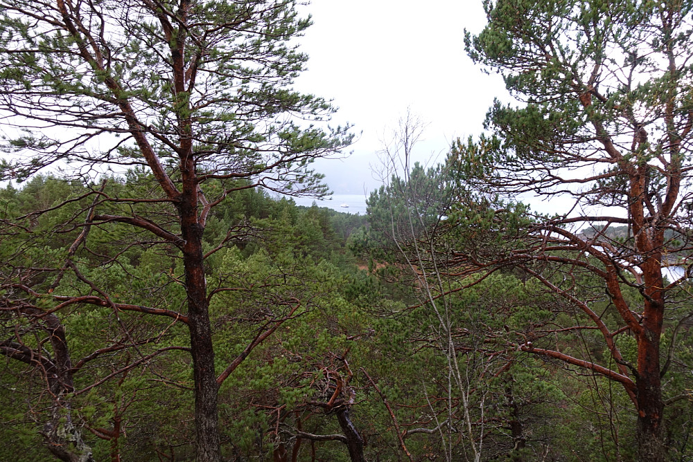Fra Åshaugen mot Midsund. Ferga på vei inn.