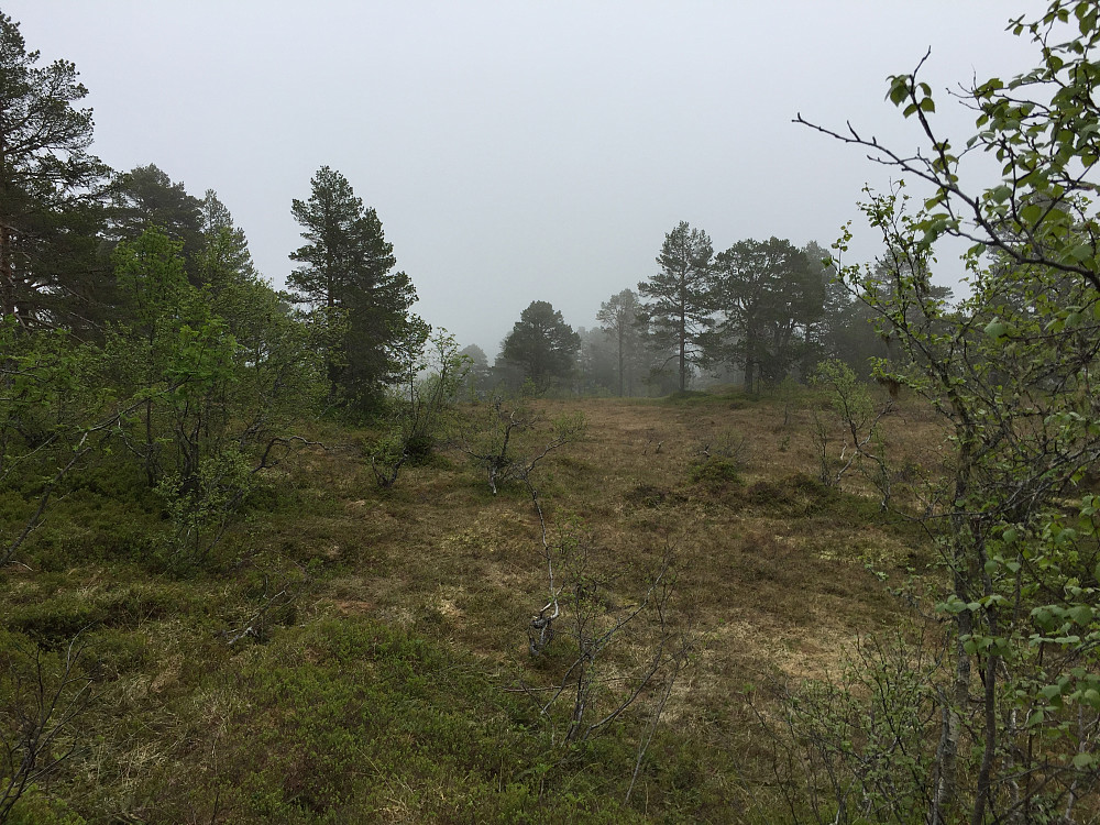 Ulvshaugen retning Lønsetfjellet, utsikten kunne vært bedre...