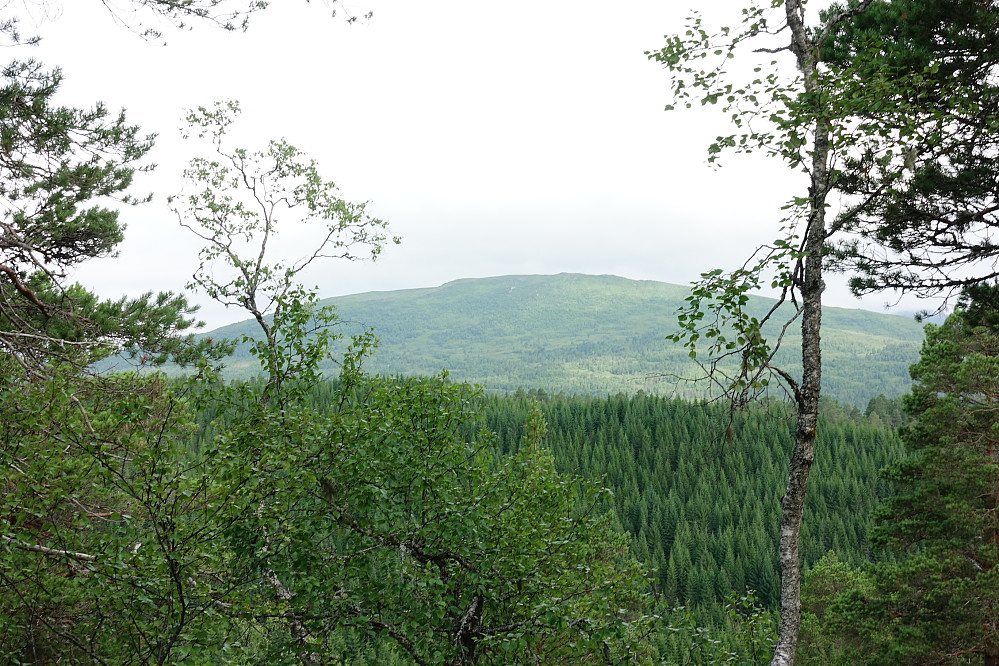 Høydepunktet på Brenslelia var å få en åpning i skogen og se bort på Steinliheia