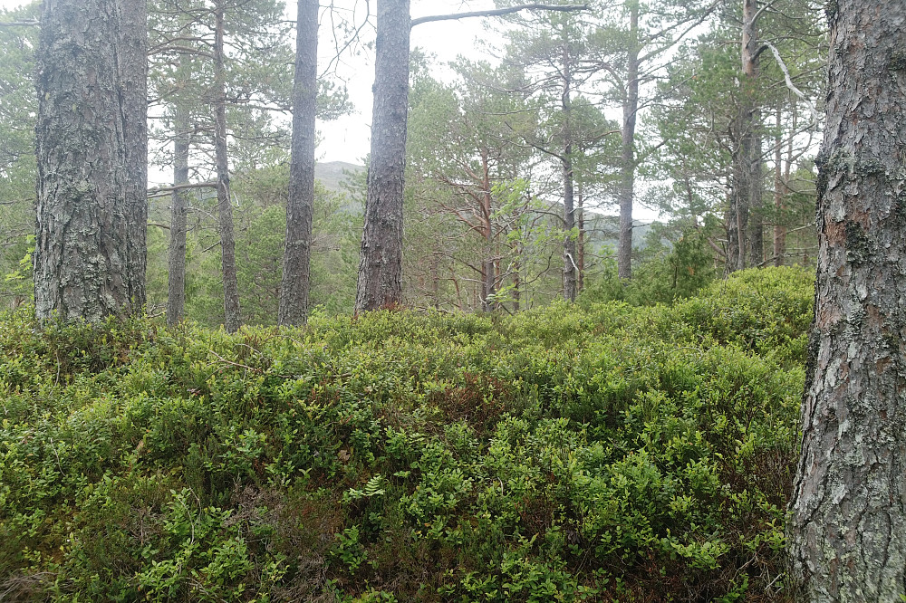 Storhaugen: endelig en ny "topp" i Moldemarka. Moldeheia i det fjerne mellom trærne.