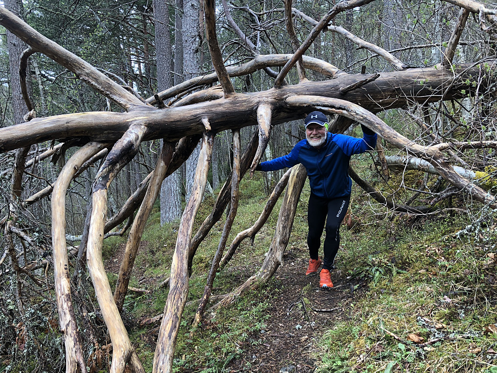 Dette treet må passeres hvis en bruker stiene i marka, fremfor å forenkle turen med å bruke Liavegen 50m høyere opp.