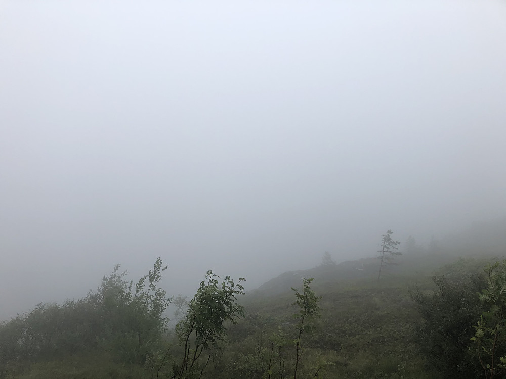 Litt grått over skog-grensa i dag.