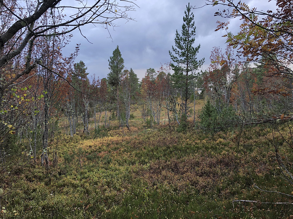 Moldegårdshaugen.