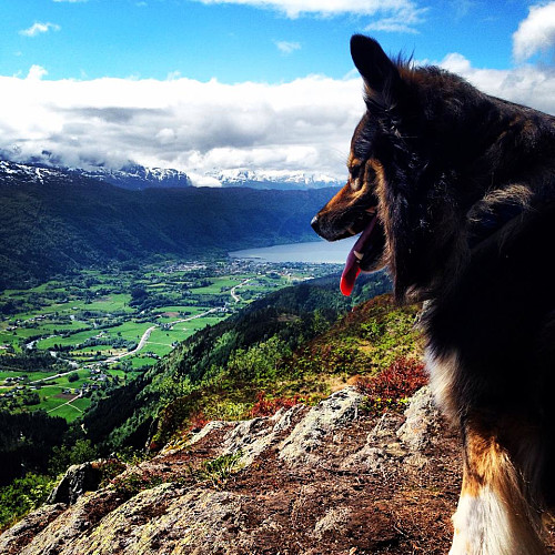 Miko på toppen av Rindehornet, med Nordfjordeid i bakgrunn.