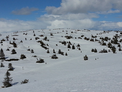 På Mostfjellet fra Sollifjell