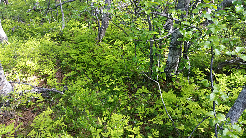 Tett skog på Mjogsjølihøgda