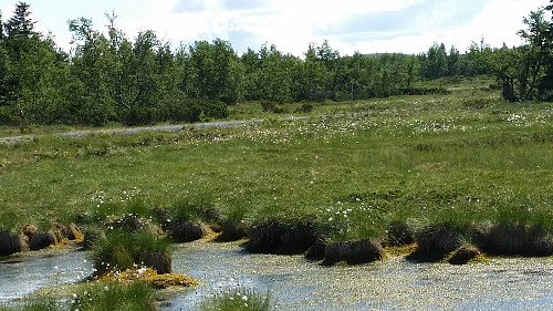 Hærfjellet i det fjerne